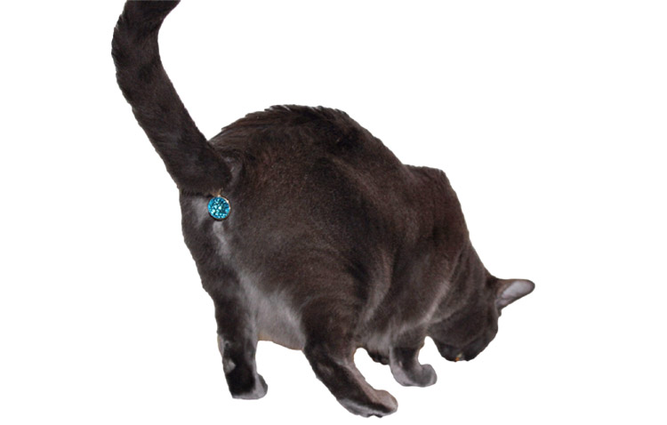 Genitales de perros y gatos brillando con highlighter, ¿no lo ves?