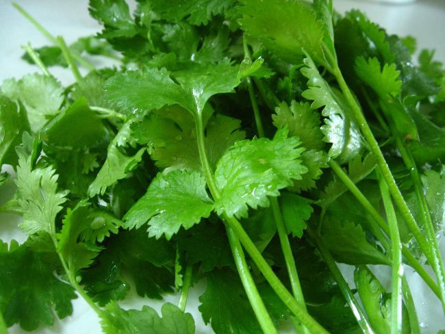 El cilantro: una hierba con alta densidad nutritiva