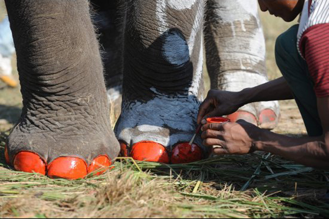 Pedicura para elefantas ¡ellas también quieren EstarGuapas!