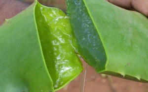 Aloe Vera, la mejor hidratación que encontrarás