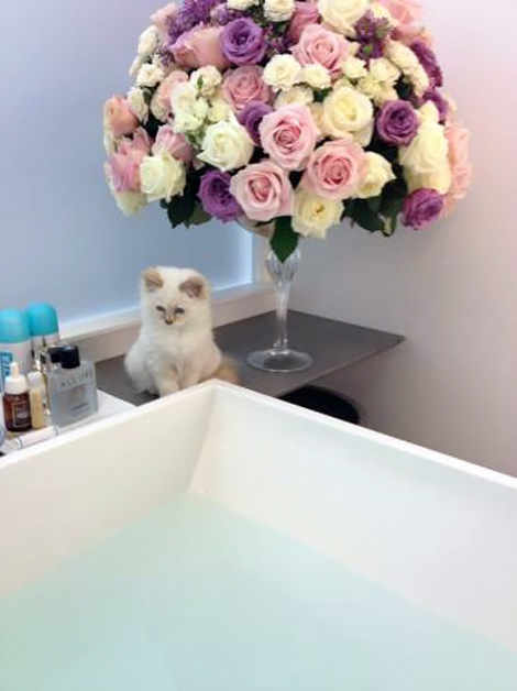 Karl Lagerfeld y su gatito que come papel