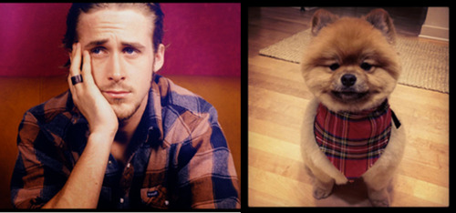 ¿Quién es más mono Ryan Gosling o un cachorro?