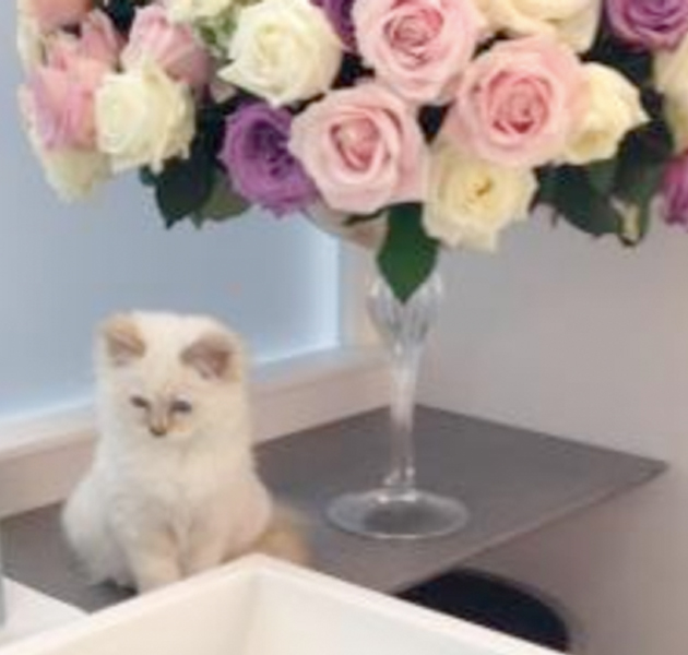 Karl Lagerfeld se inspira en los ojos de su gato para una colección