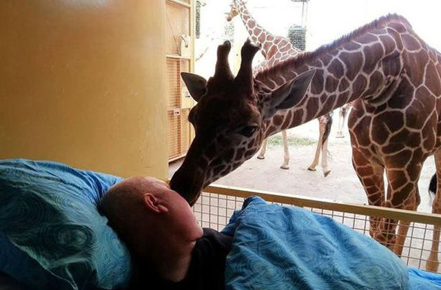 Una jirafa se despide de su cuidador enfermo de cáncer