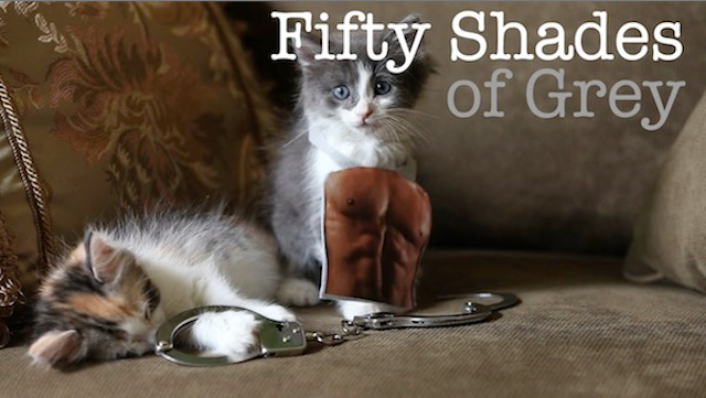 fifty shades of miau fifty shades of miau