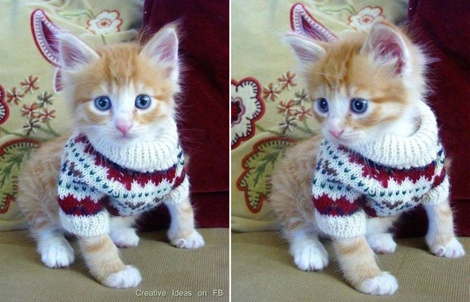 gatitos con jerseys