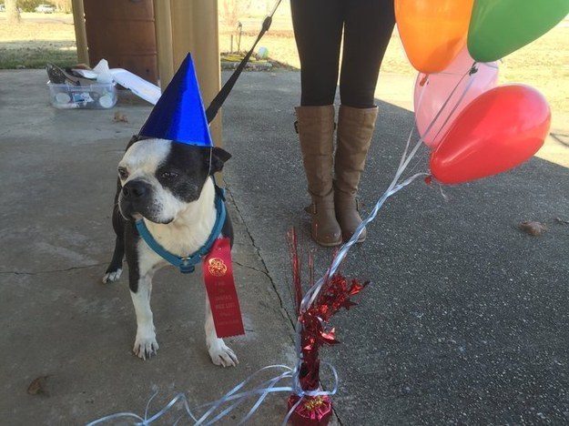 Una familia monta una fiesta de despedida para un perro que van a sacrificar