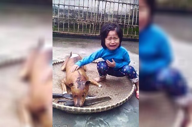niña encuentra a su perro comida vietnam
