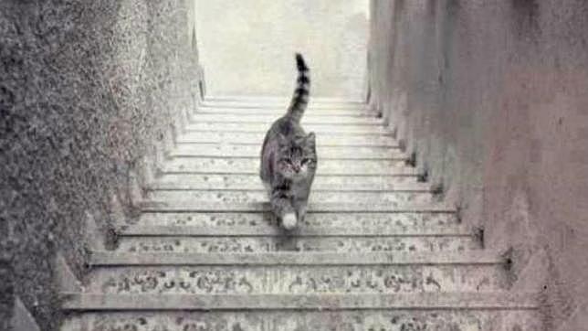 La ilusión óptica que arrasa en las redes: ¿El gato sube o baja las escalera?