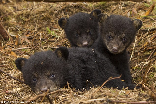 descubre que sus perros son osos