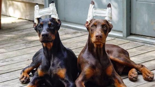 cirugias plasticas para perros