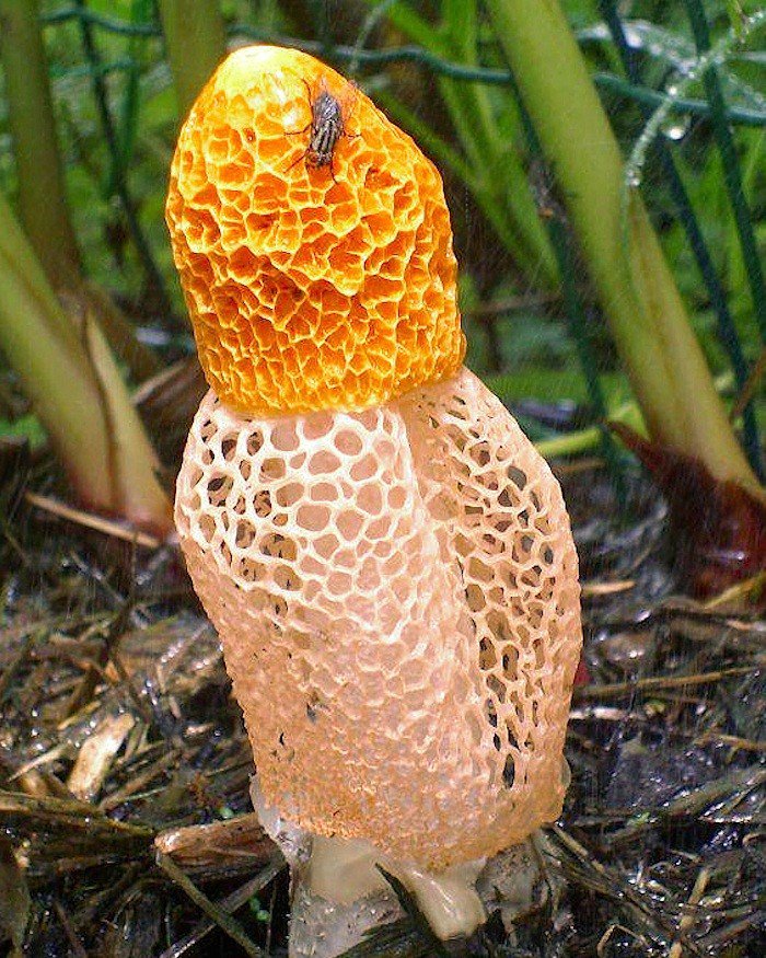 hongo que produce orgasmos femeninos