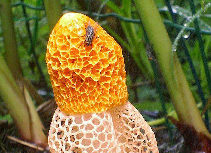 hongo que produce orgasmos femeninos