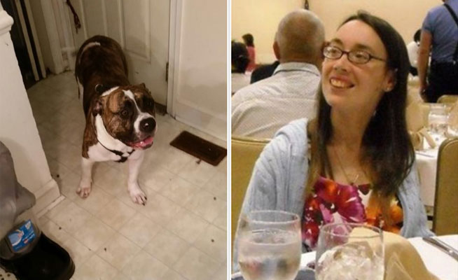 Un pitbull mata a su dueña una semana después de ser adoptado