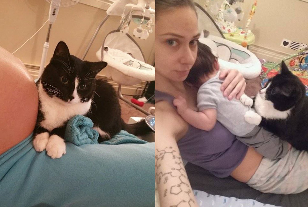 gato cuida de embarazada y bebe