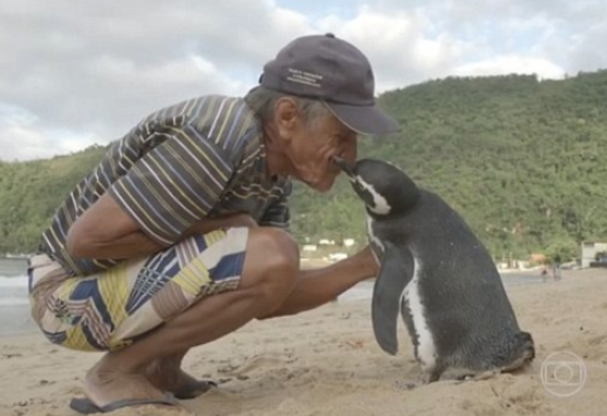 pinguino visita a hombre