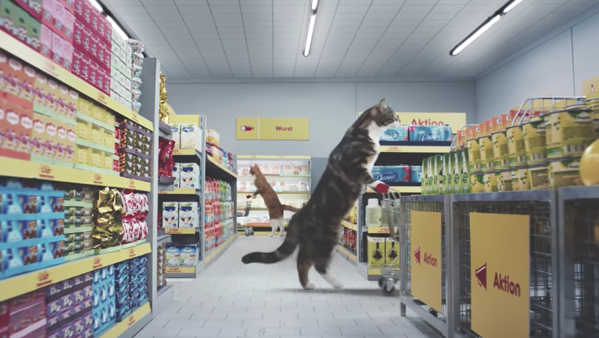 anuncio gatos supermercado