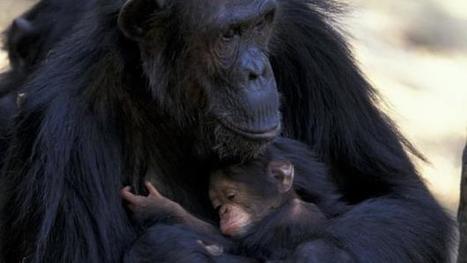 madre chimpance cuido de su cria discapacitada