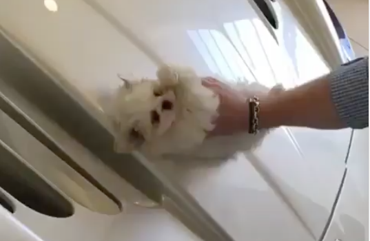 limpia coche con perrito