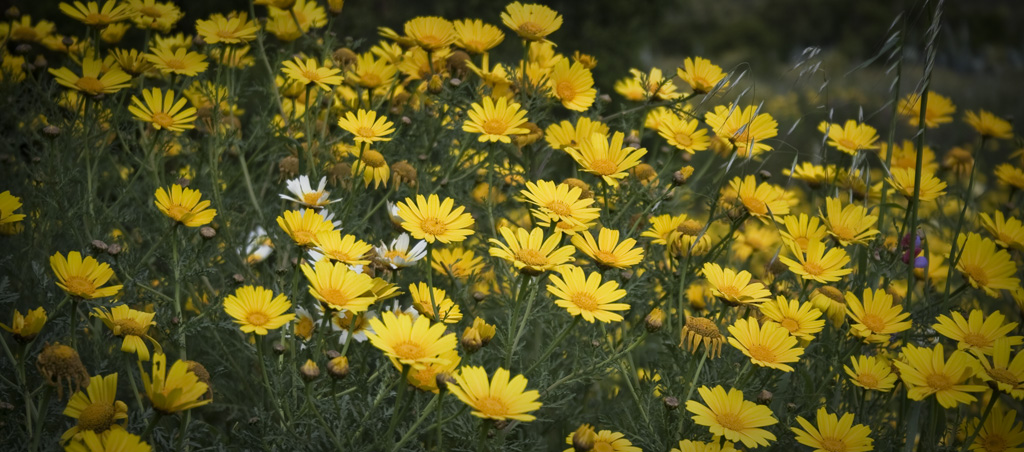 camomila para el pelo 