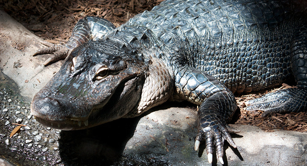 antiguos tratamientos de belleza