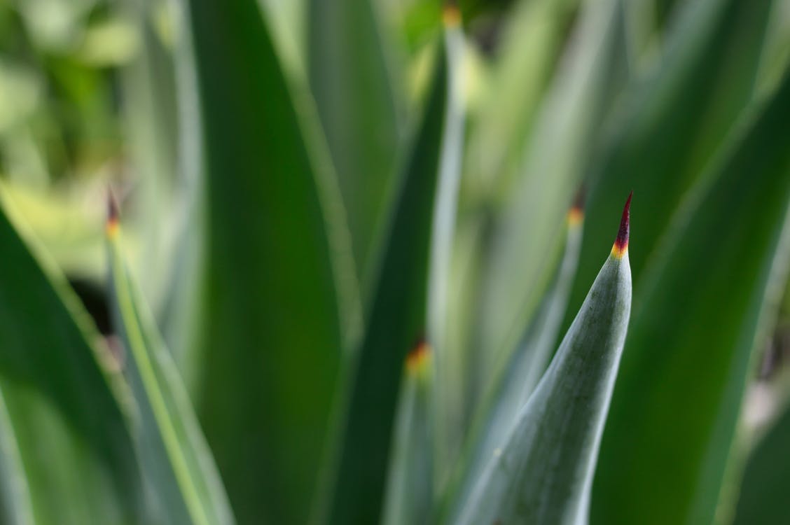 tratamientos de belleza con aloe vera