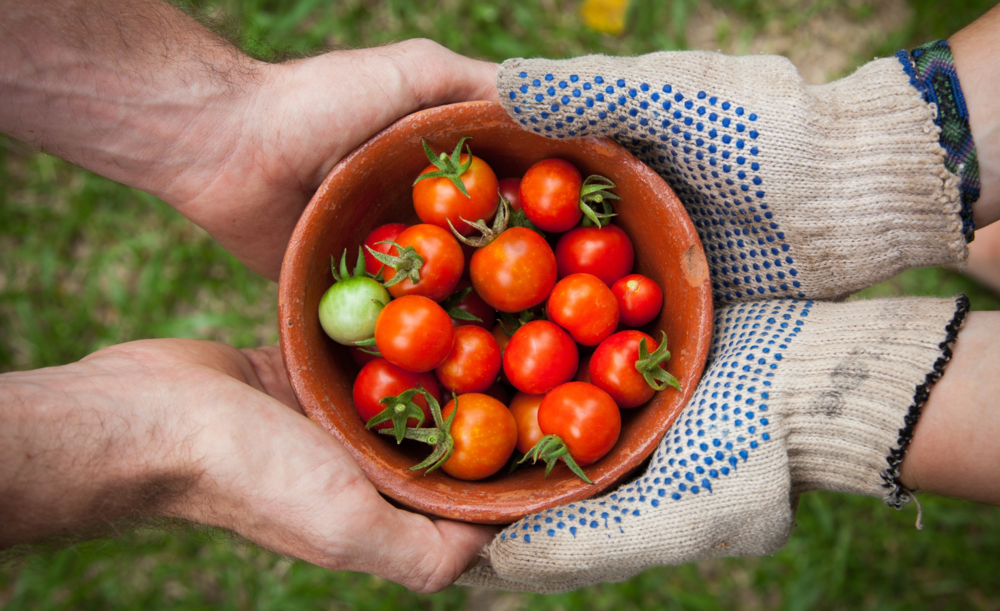 comprar verdudas ecologicas zumos naturales