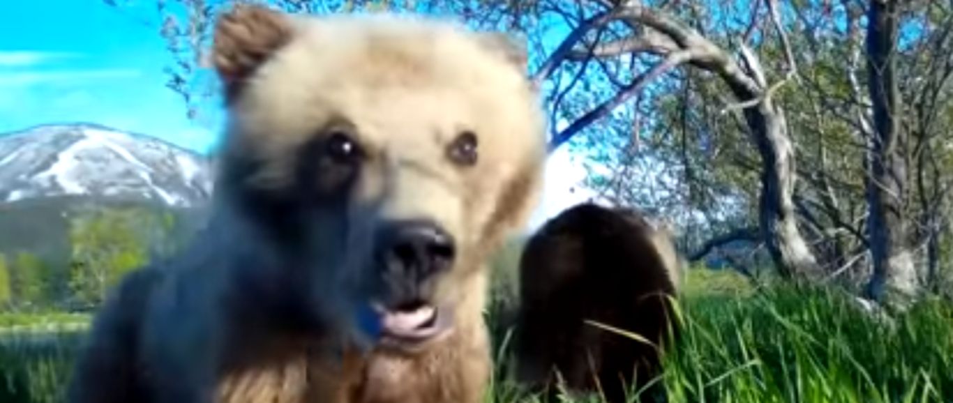 Un osezno ruso se hace un selfie