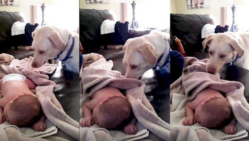 Un perro arropa a un bebé y derrite el corazón.