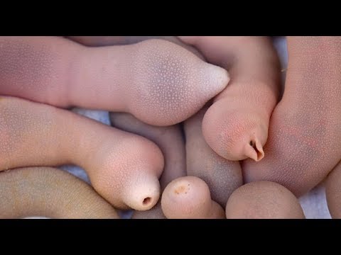 Prepucios de bebés coreanos como tratamiento antiaging