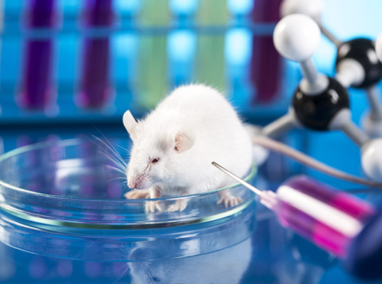 Estas son las marcas que experimentan con animales