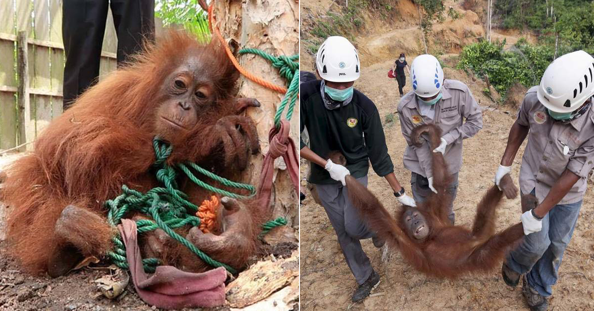 Estas son las MARCAS CONOCIDAS que MATAN animales para conseguir ACEITE DE PALMA