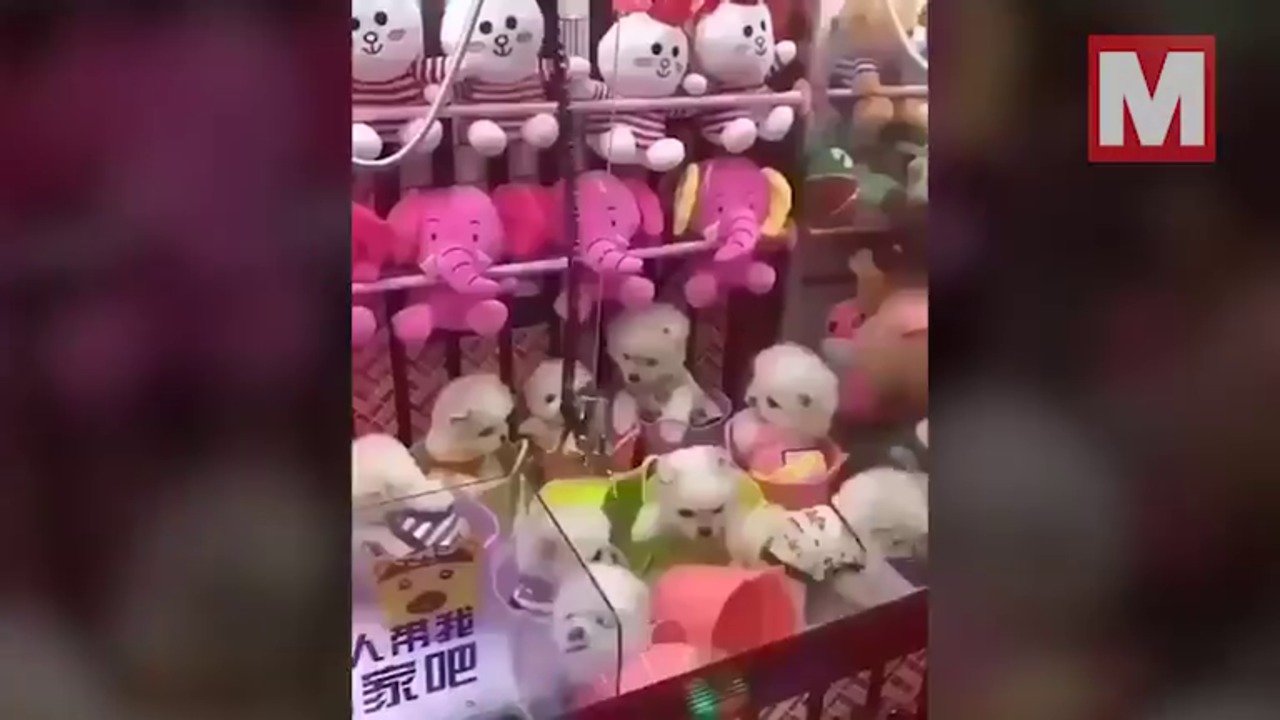 El impactante vídeo de una máquina de gancho donde el premio es un cachorro VIVO 