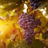 10 beneficios para la salud de las uvas que le harán querer comerse todo el racimo