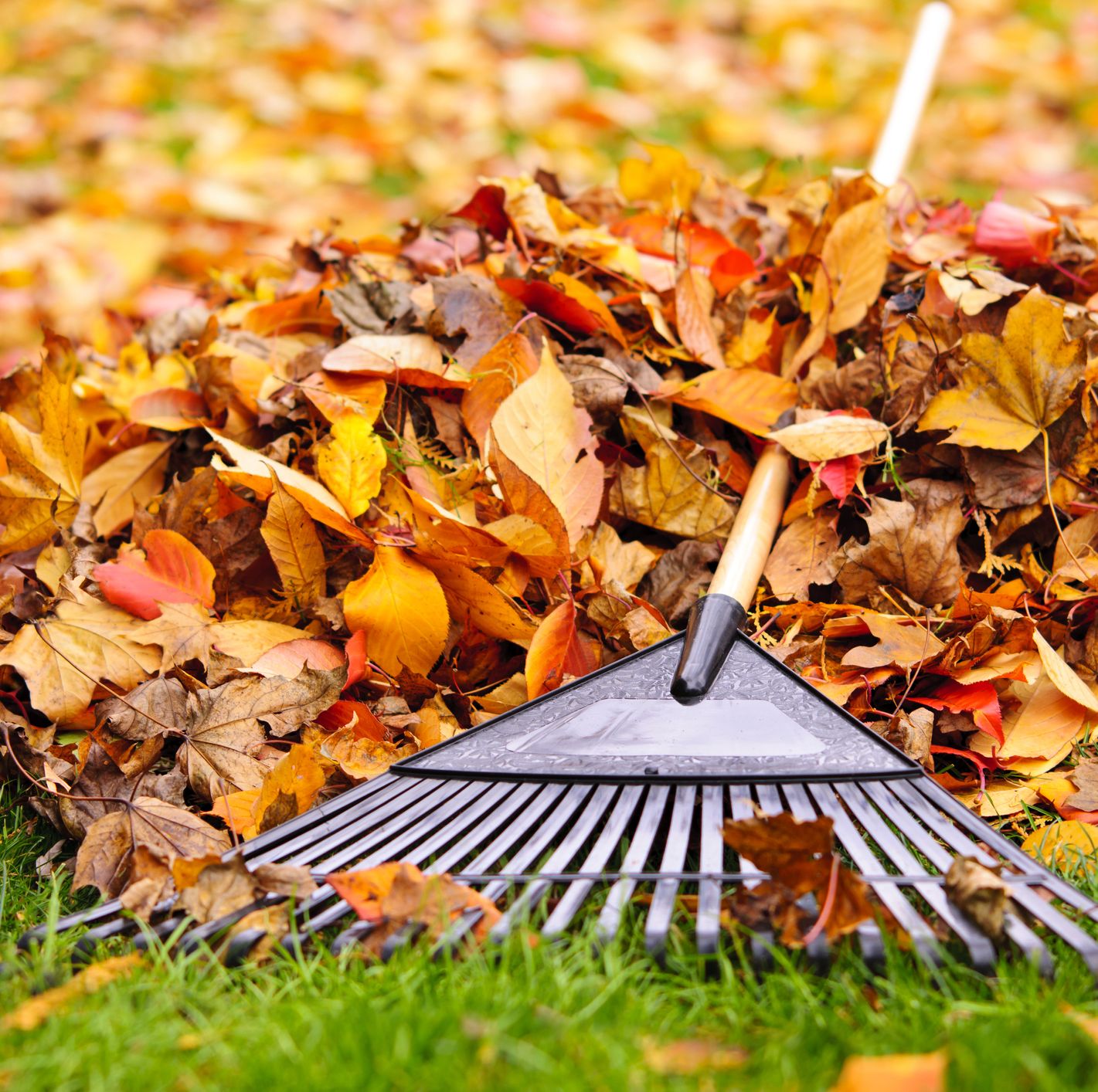 Remedios para alergias 2