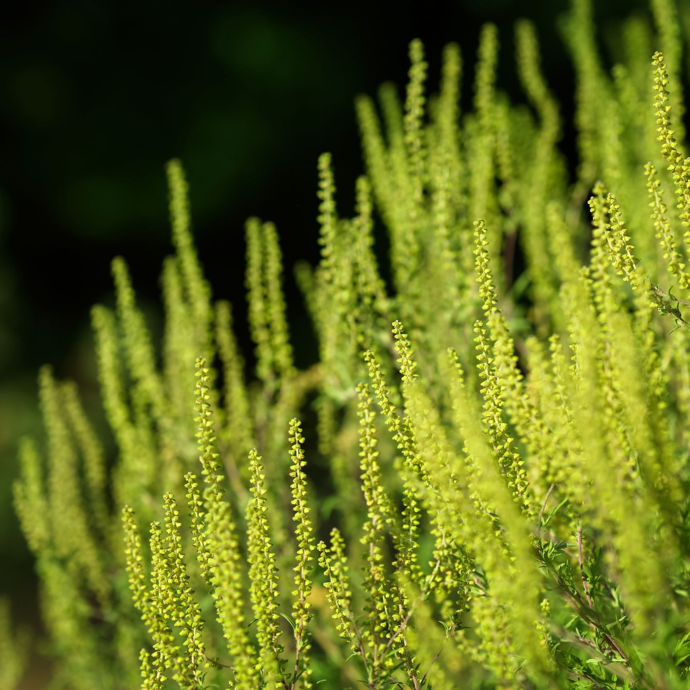 Remedios para alergias 3