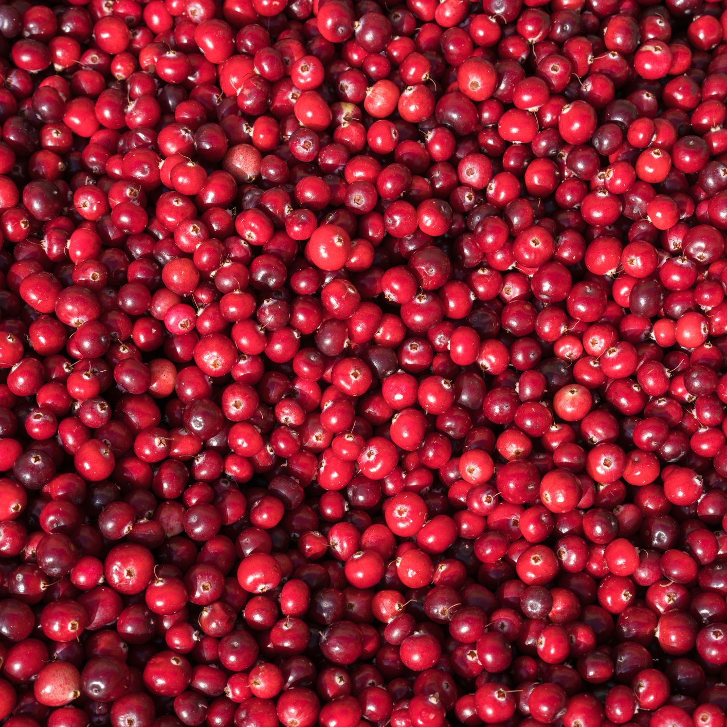 Los Beneficios Reales para la Salud de los Arándanos 2