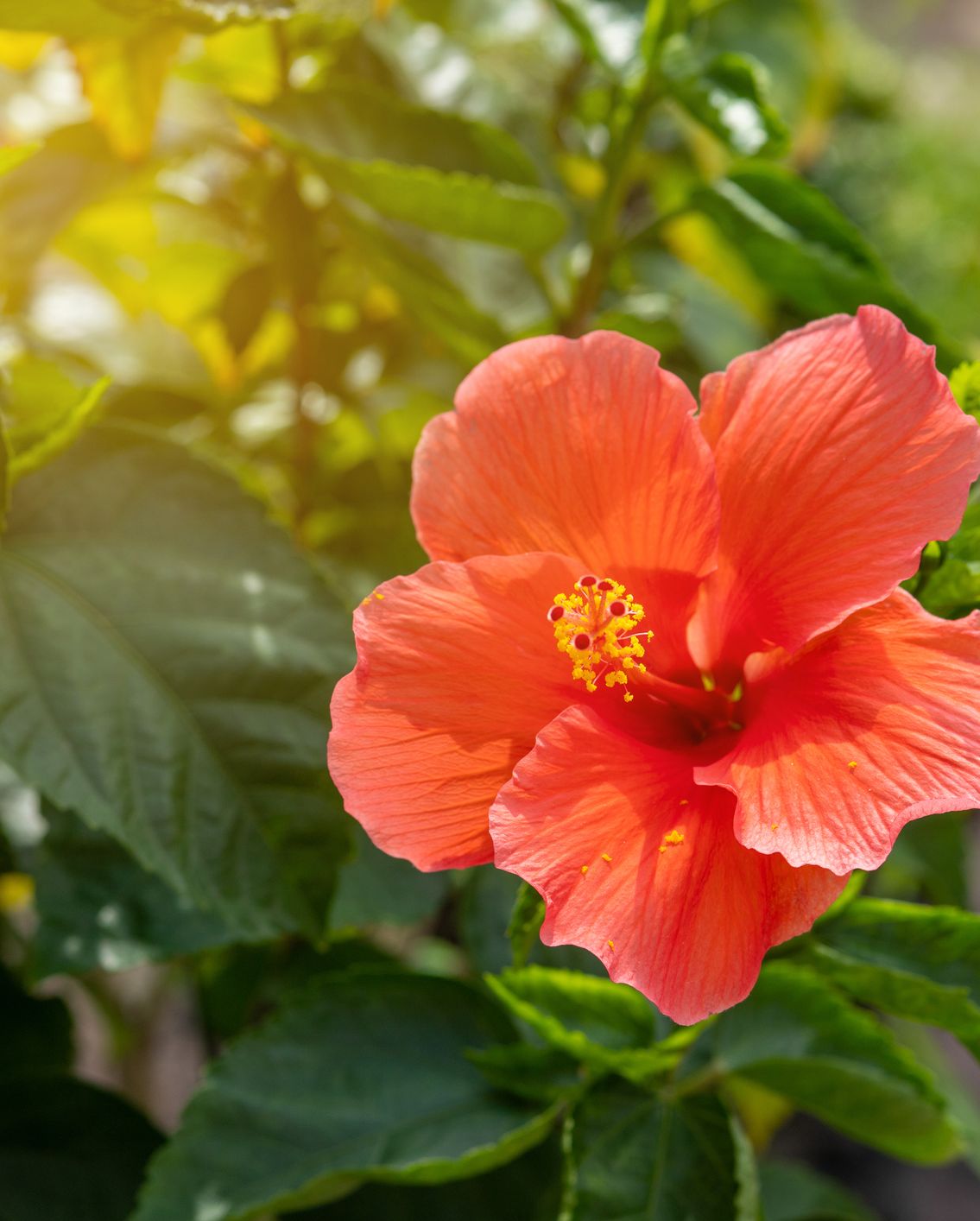 Close-Up Of Hibiscus On Plant