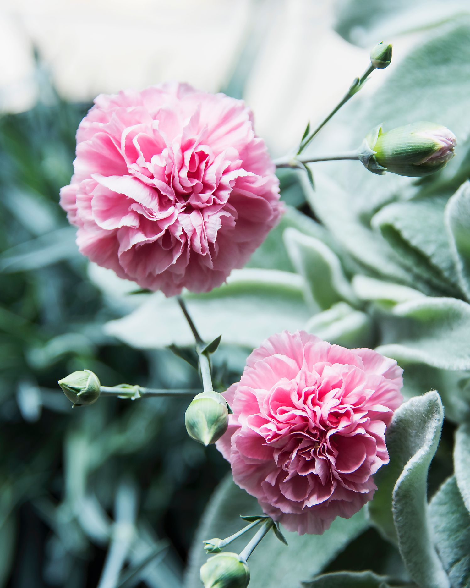 Pink carnations, close up