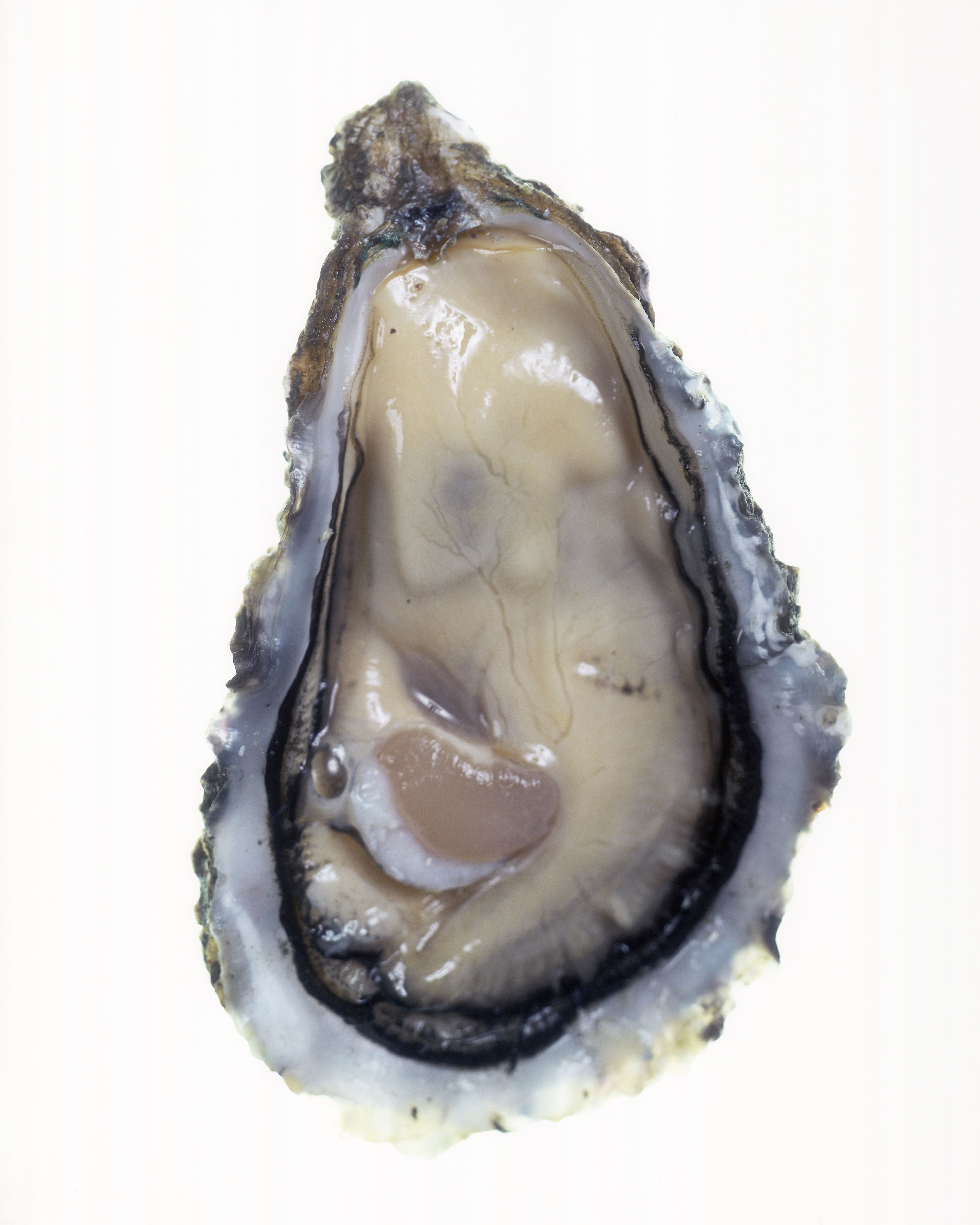 Opened oyster, close up