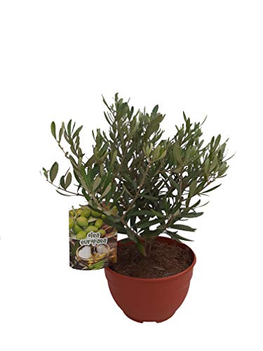 - PePePlant - Olivo JUNIOR (olea europea) Árbol frutal. Perfecto para huerto urbano, prebonsai, bonsai o para plantar en exterior en jardín. Vivero especializado en plantas del mediterráneo