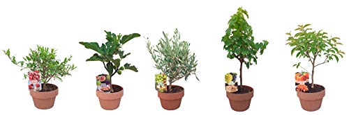 - PePePlant - Olivo JUNIOR (olea europea) Árbol frutal. Perfecto para huerto urbano, prebonsai, bonsai o para plantar en exterior en jardín. Vivero especializado en plantas del mediterráneo