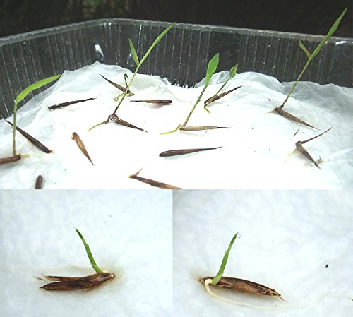 10 Gramo BAMBÚ GIGANTE MOSO ca. 350 semillas - Phyllostachys pubescens - „El rey de los bambúes“