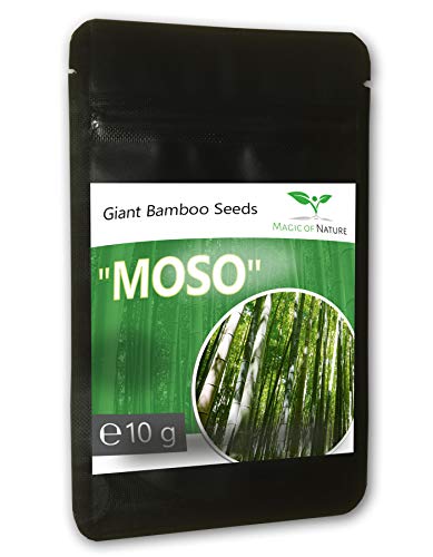 10 Gramo BAMBÚ GIGANTE MOSO ca. 350 semillas - Phyllostachys pubescens - „El rey de los bambúes“