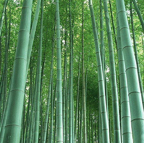 10 Gramo BAMBÚ GIGANTE MOSO ca. 350 semillas - Phyllostachys pubescens - „El rey de los bambúes“