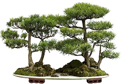20 Semillas de Pino Cryptomeria Japonica (cedro japonés) - cultivable como árbol o bonsái