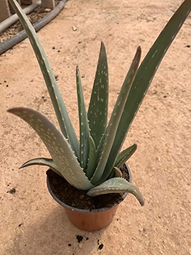 6 Plantas Aloe Vera - Pack 6 Plantas - Cactus Naturales - Planta Natural 13 cm ø - Vipar Garden 12