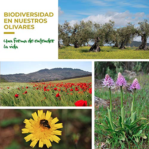 Aceite de Oliva Virgen Extra Premium, Ecológico y Orgánico | AOVE Gourmet de extracción en frío. Cosecha temprana de Arbequina y Morisca | Botella de 500ml y acidez 0,14º| Producto Bio de Extremadura