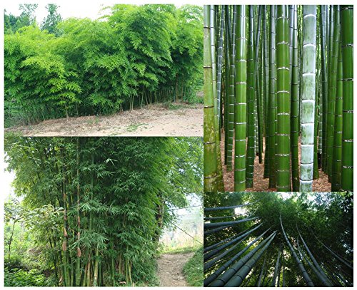 BAMBÚ GIGANTE MOSO 60 semillas - Phyllostachys pubescens - „El rey de los bambúes“