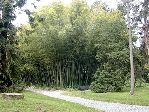 BAMBÚ GIGANTE MOSO 60 semillas - Phyllostachys pubescens - „El rey de los bambúes“